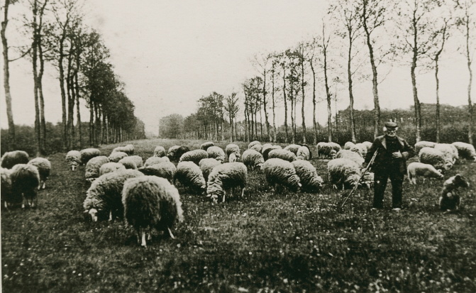 Een zwart/wit foto met op de voorgrond schapen. links een man. Aan de linker en rechterkant een rij bomen.